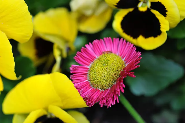 laut Internet ein Gänseblümchen (Bellis perennis)