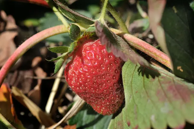Erdbeerpflanze mit Frucht