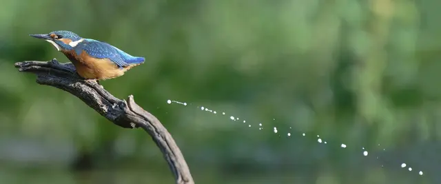 Geheime Morsezeichen beim Eisvogel-Nachwuchs?  Es könnte bedeuten: Jetzt geht's mir besser! 