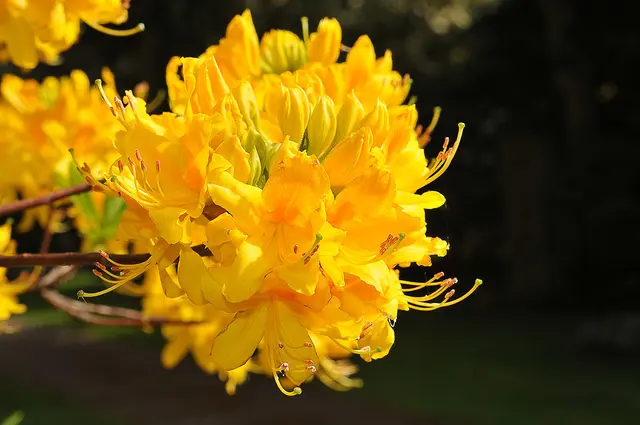  Rhododendron luteum (Gelbe Azalee)