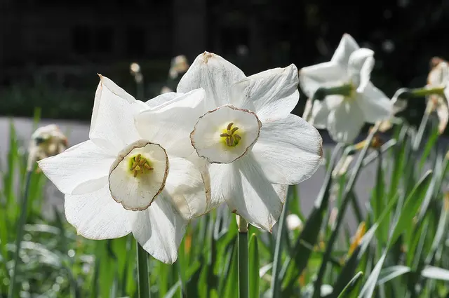 Narzisse (Narcissus)