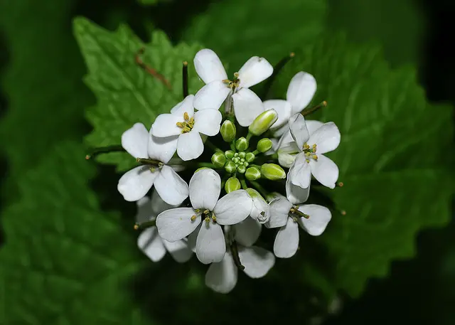 Knoblauchsrauke (Alliaria petiolata)