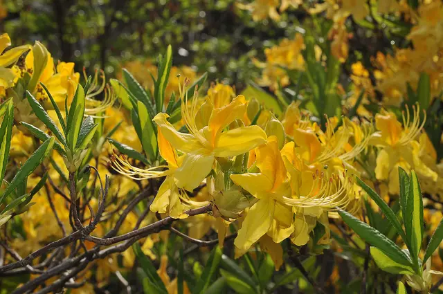 Gelbe Azalee (Rhododendron luteum)