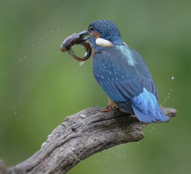 Da geht es rund ... ob für den Fisch oder den jungen Eisvogel, das ist natürlich Interpretationssache. Der Vogel schleudert den Fang mehrfach gegen den Ast, um ihn zu betäuben. Dabei entstehen natürlich dann und wann interessante Wasserspritzer.
Verschluckt wird der Fisch sicherlich noch lebendig. 