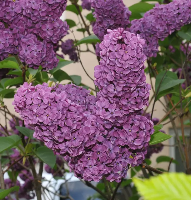 Gemeiner Flieder (Syringa vulgaris)