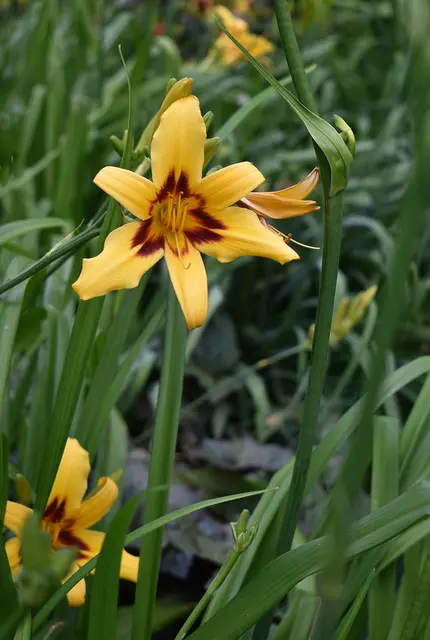 Taglilie der Sorte 'Bonanza' (Hemerocallis x cultorum 'Bonanza').