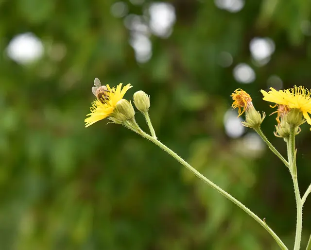 Habichtskraut (Hieracium)