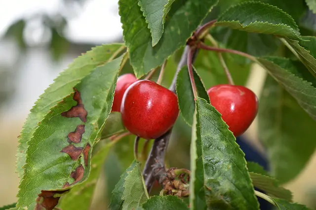 Kirschbaum . wie war das noch mit den Kirschen aus Nachbars Garten?