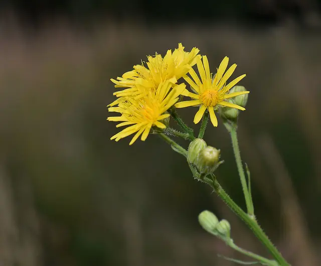 Es dürfte sich wohl um eine Wiesen-Pippau (Crepis biennis) handeln