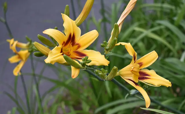 Taglilie 'Bonanza' (Hemerocallis x cultorum)