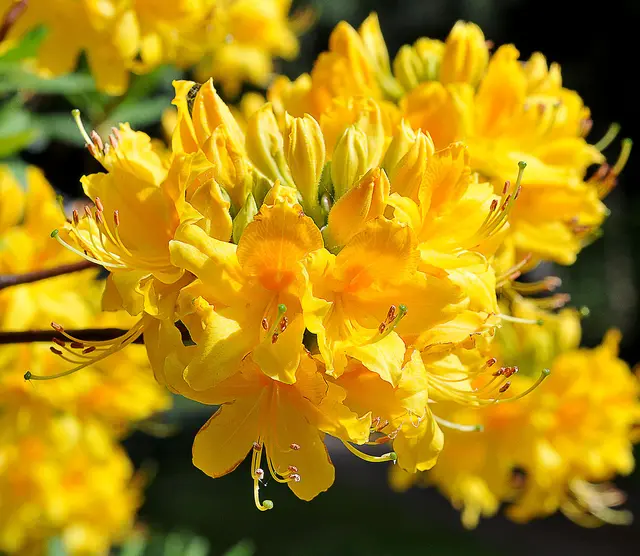 Rhododendron luteum (Gelbe Azalee)