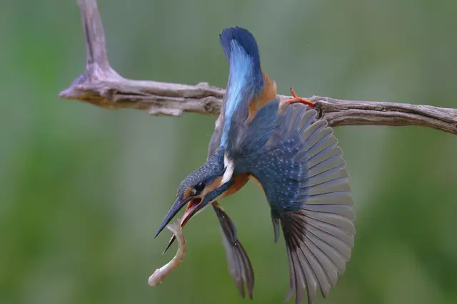 Eisvogel - Fisch 0:1 

Dieser Punkt geht klar an den Fisch, erfolgreich gezappelt. Der  Eisvogel hat ihn zwar vom Ansitz gut erwischt, aber dann wieder verloren. Blankes Entsetzen beim Eisi  ...

