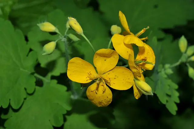 Schöllkraut (Chelidonium majus) 