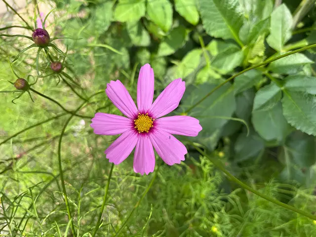 Cosmea (Schmuckkörbchen)