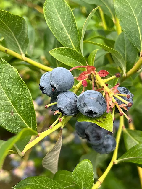 Blaubeeren am Strauch