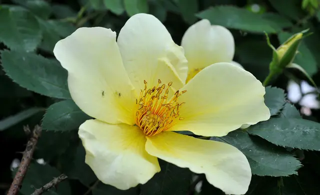 Rose 'Golden Wings' mit Besuchern aus dem Reich der Fauna