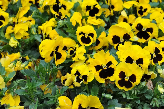 Stiefmütterchen (Viola wittrockiana)