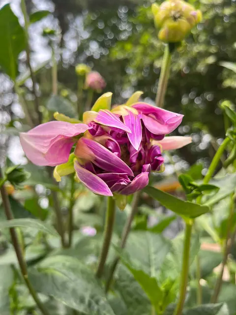 Dahlie, deren Blüte sich gerade öffnet