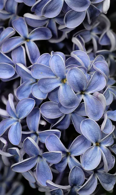 Blüten des Gemeinen Flieder