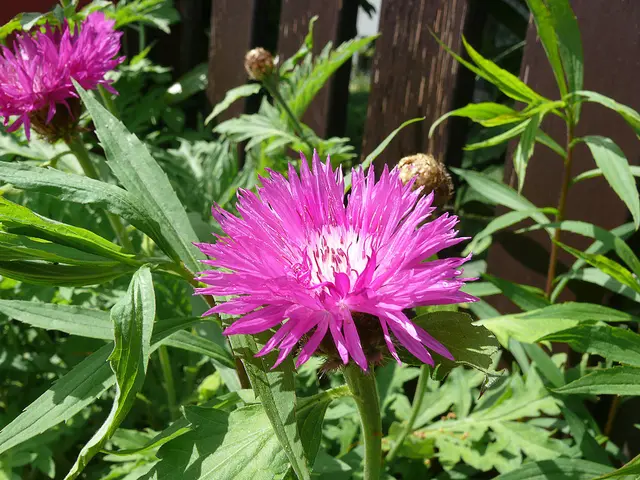 Zweifarbige Flockenblume (Centaurea dealbata)