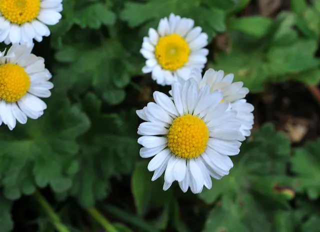 Gewöhnliches Gänseblümchen (Bellis perennis)