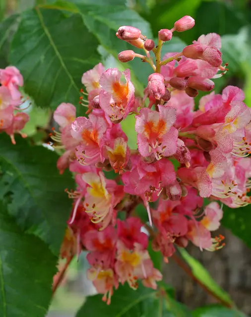 laut Internet: Fleischrote Rosskastanie (Aesculus carnea)