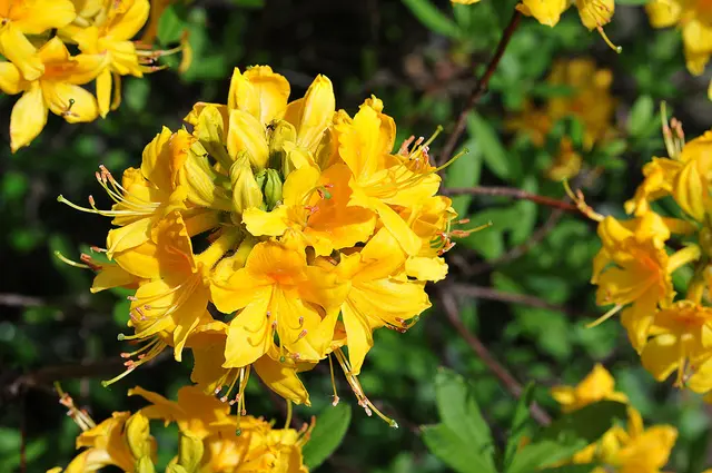  Gelbe Azalee oder Rhododendron luteum