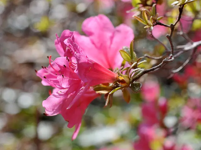 Rhododendron obtusum - Japanische Azalee
