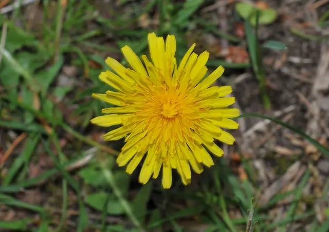 Gewöhnlicher Löwenzahn (Taraxacum officinale)