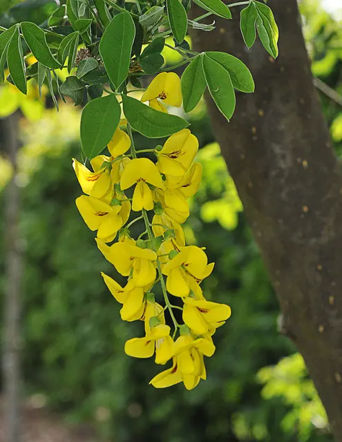 Goldregen (Laburnum)