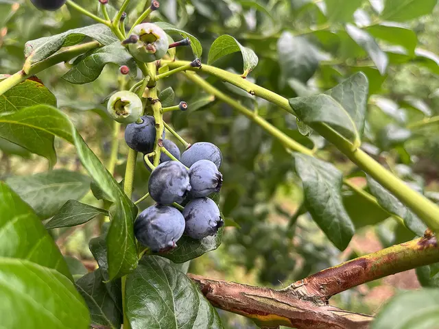 Blaubeeren