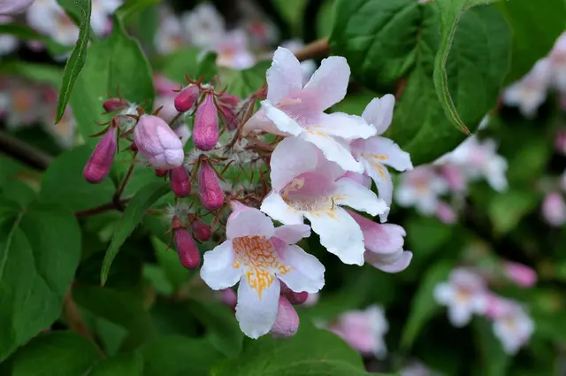Kolkwitzie (Kolkwitzia amabilis), auch bekannt als Perlmuttstrauch