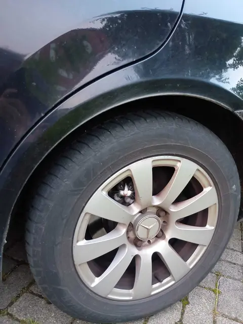 Kätzchen versteckt in Autofelge. | Foto: Privat, 26.06.2026