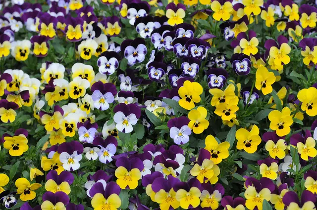  Hornveilchen (Viola cornuta) und Garten-Stiefmütterchen (Viola wittrockiana)