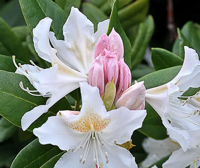 Rhododendron 'Cunningham's White'