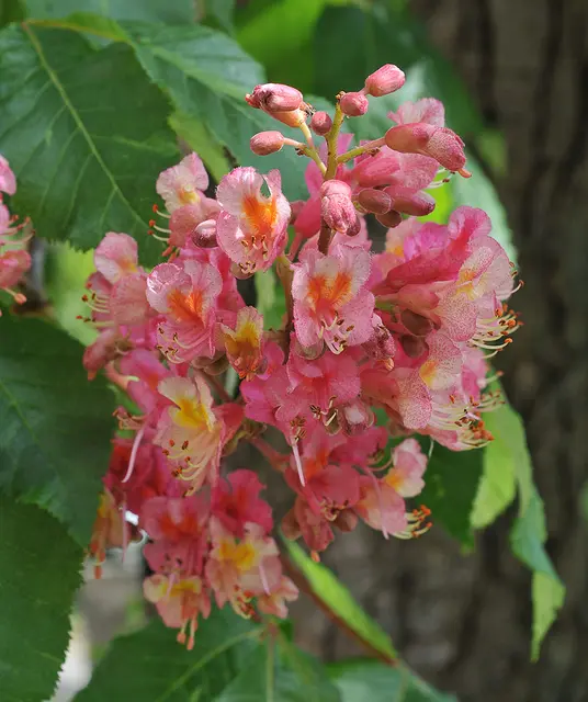 Fleischrote Rosskastanie (Aesculus × carnea)