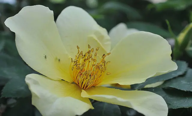 Rose der Sorte 'Golden Wings'