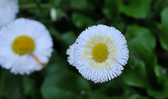 Gänseblümchens (Bellis perennis), auch Tausendschön genannt.