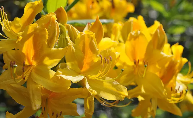 Pontische Azalee (Rhododendron luteum)