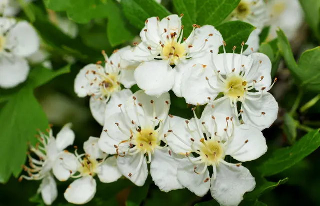 Blüten eines Weißdorns (Crataegus)