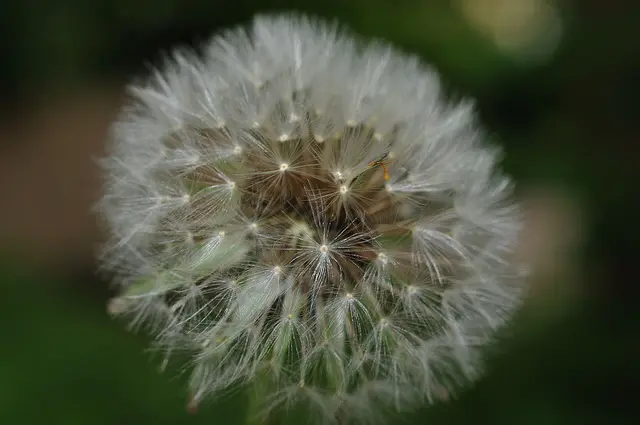 Löwenzahn / Pusteblume