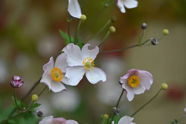 Herbst-Anemone