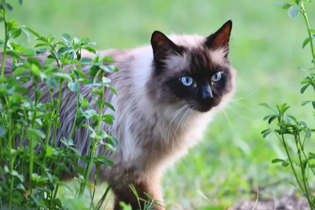 „Katzen erreichen mühelos, was uns Menschen versagt bleibt: durchs Leben zu gehen, ohne Lärm zu machen.“ ( Ernest Hemingway) | Foto: Sabine Presnitz