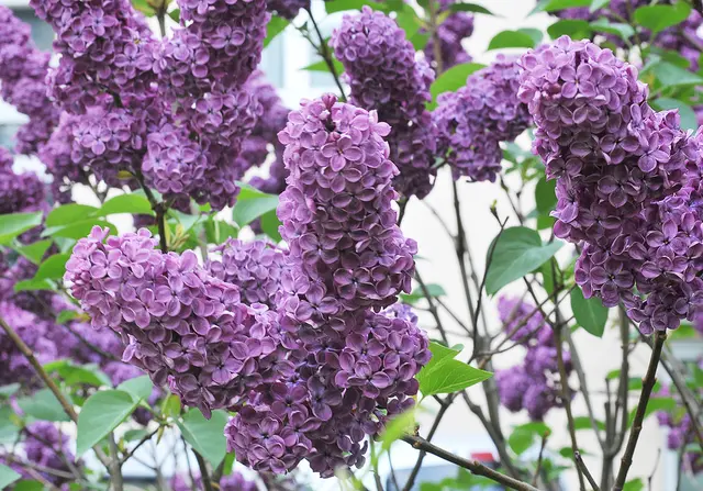 Gemeiner Flieder (Syringa vulgaris)