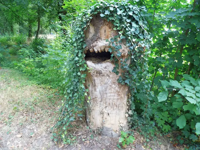 TREEMINDED = "auf Bäume fixiert", "Baumorientiert" oder "natur- bzw. baumbewusst" | Foto: Siegmund Walter, 07.08.2026, 15:46 Uhr