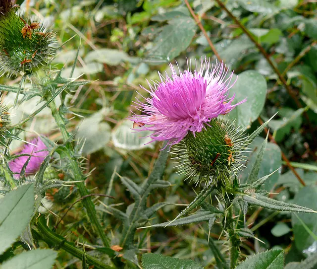Gewöhnliche Kratzdistel