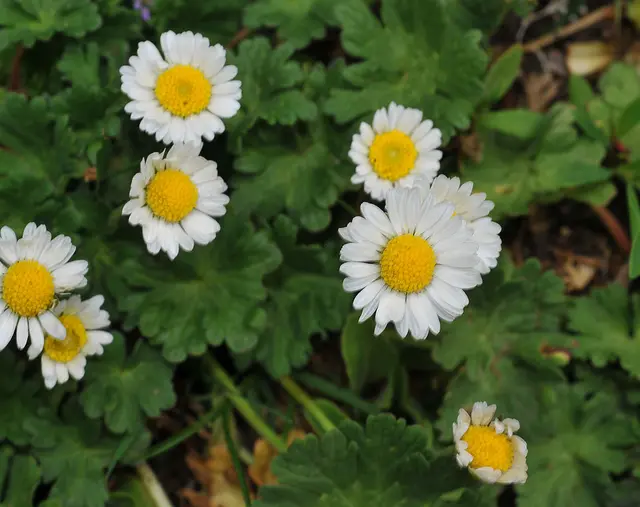 Gewöhnliches Gänseblümchen (Bellis perennis) 