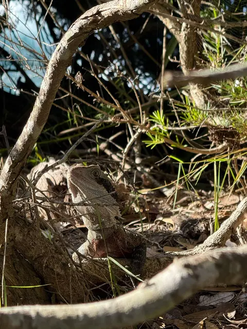Australische Wasseragame (Intellagama lesueurlii oft auch Physighathus lesueurii genannt)
Smartphone 📲 Foto, erstellt in Australien. | Foto: Privat, 08.2026