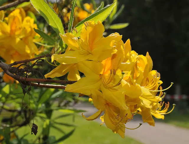 Gelbe Azalee (Rhododendron luteum)