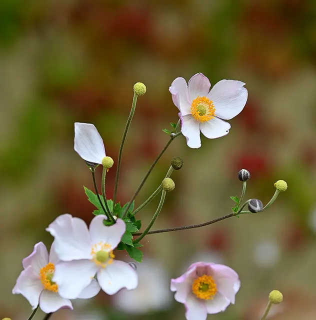 Herbstanemone (Anemone hupehensis oder Anemone japonica)
